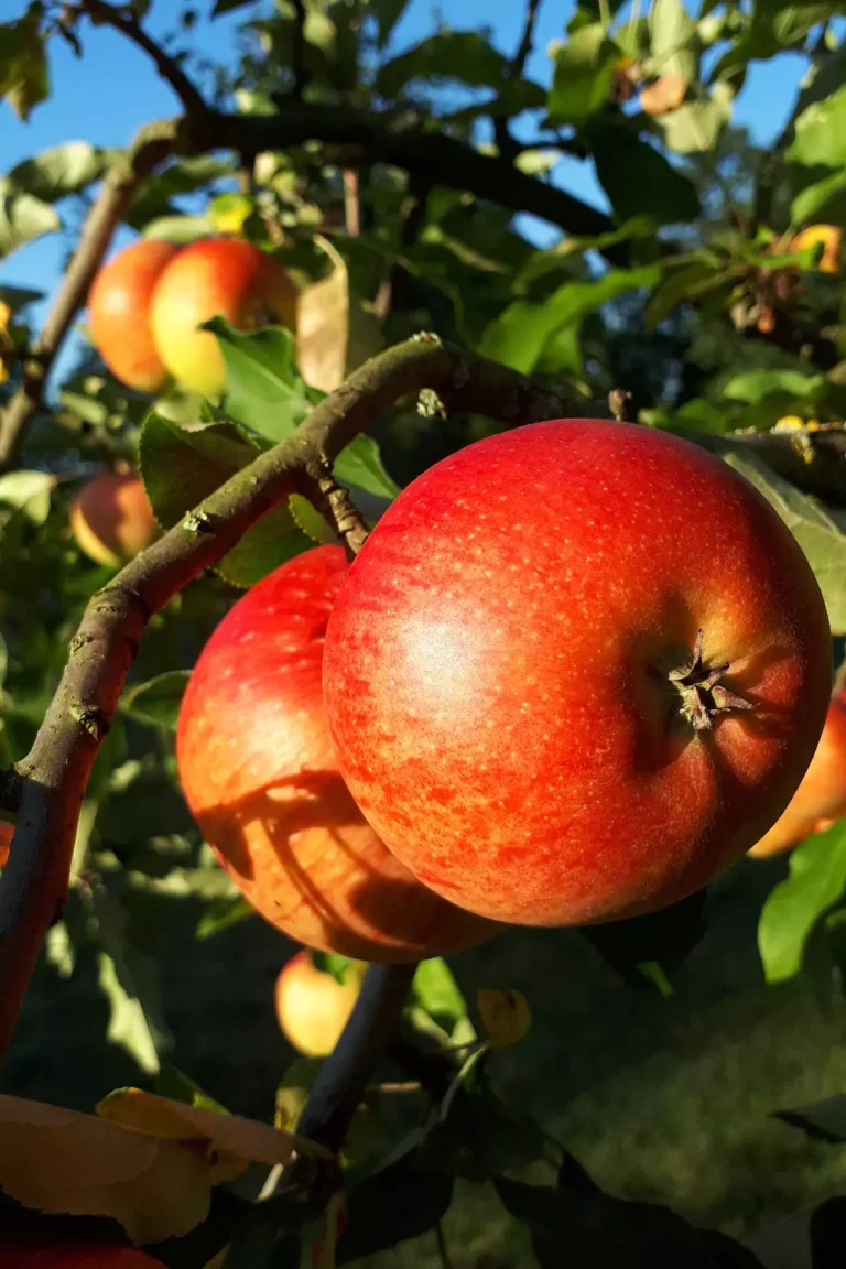 Lorenz Spezialtechnik OHG - für Obst-, Garten- und Landschaftsbau sowie Landwirtschaft und Forst. Apfelbaum -sonnige Nahaufnahme rote Apfel